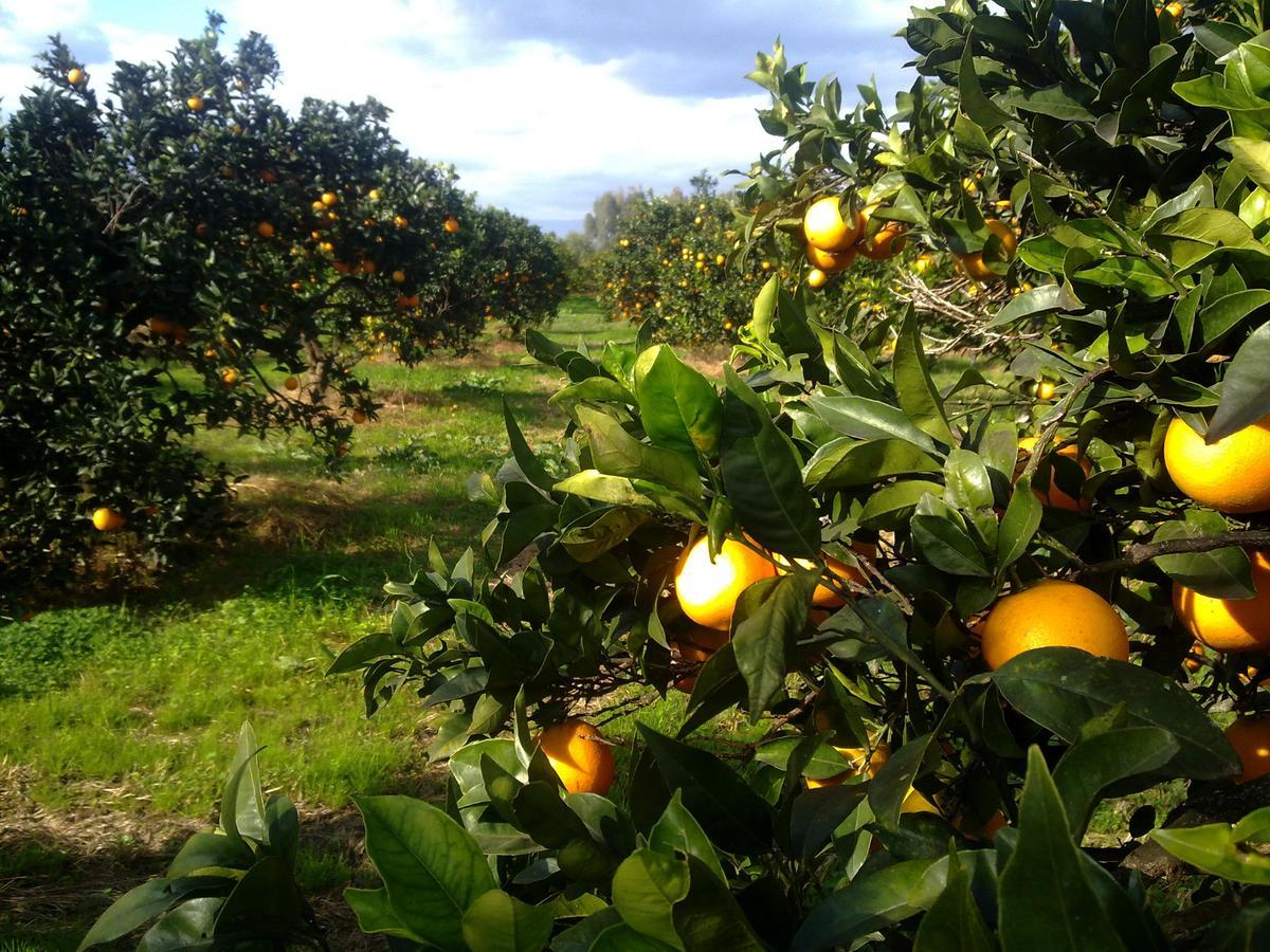 Su Canonigu Agriresort ตอร์โตลี ภายนอก รูปภาพ